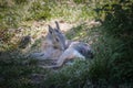 Patagonian hare or malÃÂ , immortalized in captivity in a wildlife park